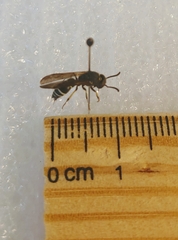 Ancistrocerus albolacteus