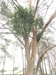 Phoradendron leucarpum