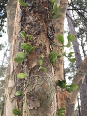 Phoradendron leucarpum