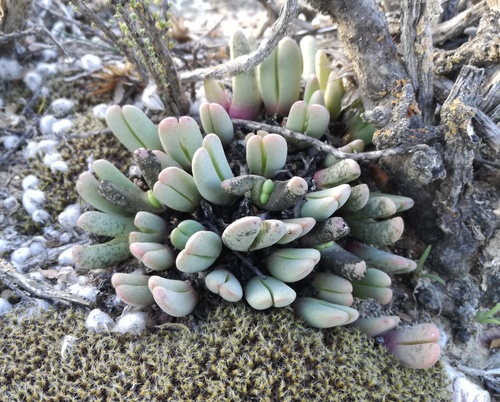 Mesembryanthemum fissoides Haw. 4