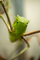 Arachnacris corporalis