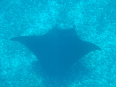 Mobula alfredi
