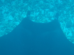 Mobula alfredi