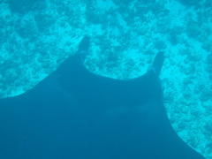Mobula alfredi