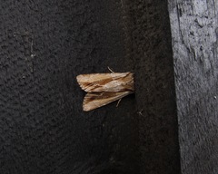 Ichneutica paracausta