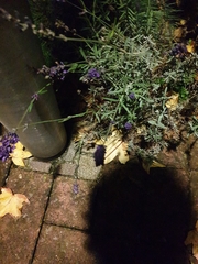 Lavandula angustifolia