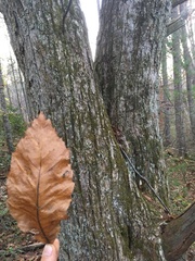 Castanea pumila