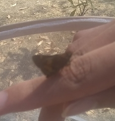 Lon melane vitellina