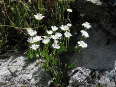 Celmisia lateralis lateralis