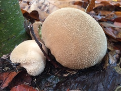 Lycoperdon ericaeum