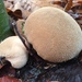 Heath Puffball - Photo (c) ethancrenson, some rights reserved (CC BY-NC), uploaded by ethancrenson