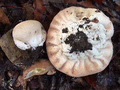 Lycoperdon ericaeum