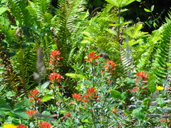 Castilleja miniata dixonii