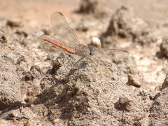 Crocothemis divisa