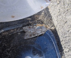 Ichneutica mutans