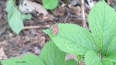 Urochela quadrinotata