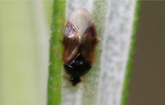 Orius laticollis