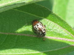 Zygogramma piceicollis
