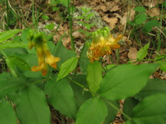 Lathyrus aureus