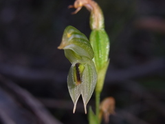 Pterostylis longifolia