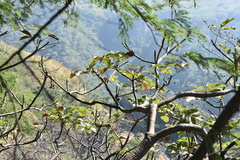 Pseudobombax ellipticum