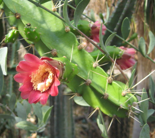 Calymmanthium
