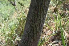 Pseudobombax ellipticum