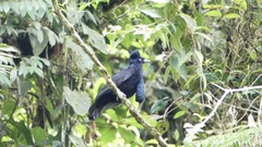 Cephalopterus ornatus