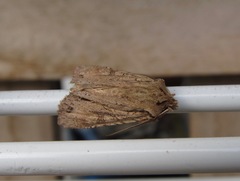 Ichneutica mutans