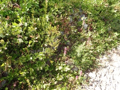 Castilleja parviflora