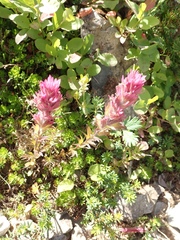 Castilleja parviflora