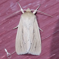 Mythimna oxygala