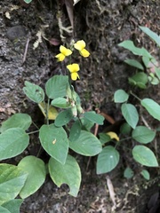 Crotalaria albida