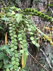 Phyllodium pulchellum