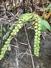 Phyllodium pulchellum