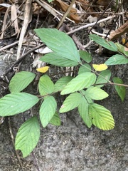 Phyllodium pulchellum