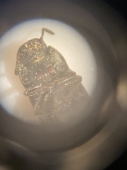 Blapstinus discolor