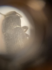 Blapstinus discolor