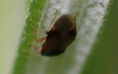 Orius laticollis