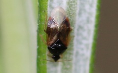 Orius laticollis