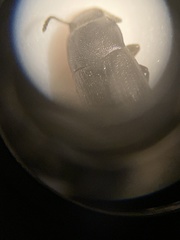 Blapstinus discolor