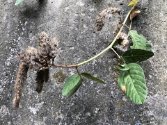 Uraria lagopodioides