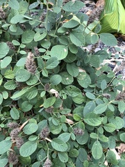 Uraria lagopodioides