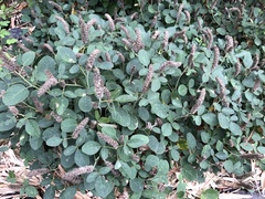 Uraria lagopodioides