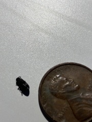 Blapstinus discolor
