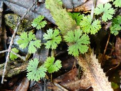 Hydrocotyle dissecta
