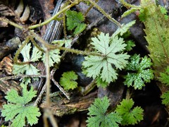 Hydrocotyle dissecta