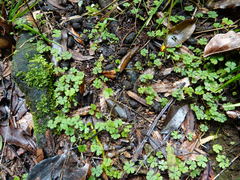 Hydrocotyle dissecta