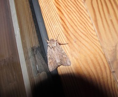 Ichneutica mutans