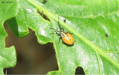 Urochela quadrinotata